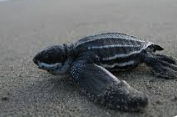 Tortuga Baula